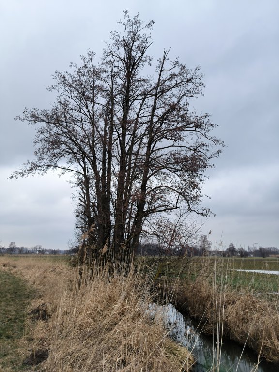 Schnittmaßnahmen LRA